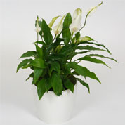 Spathiphyllum + White Cachepot